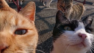 保護猫島ではありません　猫島・猫の楽園と呼ばれている青島へ行ってきましたが・・・①-Goproバージョン 動画内に大切なメッセージがあります#29