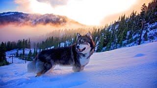 ?Природа от которой захватывает Дух 4к | Best Nature beautiful Ultra HD 4k