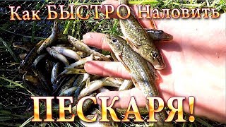 Как БЫСТРО Наловить ПЕСКАРЯ - ЖИВЦА! Лёгкий Способ Ловли!