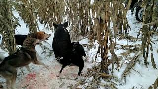 Притравка собак по раненому кабану