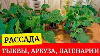 Рассада тыквы, арбузов, лагенарии. Почему я не буду прививать