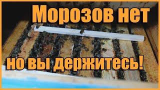 Жаркая зима 2020. Что с пчелами?