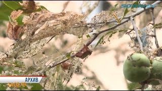 Теплая зима на курорте способствует умножению количества насекомых-вредителей.