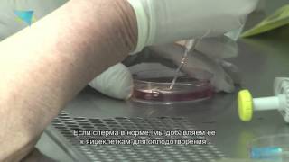 Процесс искусственного оплодотворения