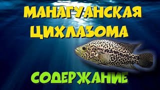 Манагуанская цихлазома (цихлида ягуар), содержание. Parachromis managuensis.