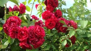 Как размножить вьющуюся плетистую розу черенками