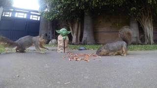 Squirrel Talk episode 2: Dark Side Nuts