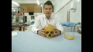 ANATOMIA CRÂNIO (aula) Clínica de Fisioterapia Dr. Robson Sitta (11)2528.4661