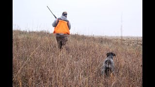 Early Iowa Pheasant 2017