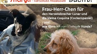 SHARYTI - Tierschutz Andalusien: Coquina + Lunar Frau-Herr-Chen gefunden!