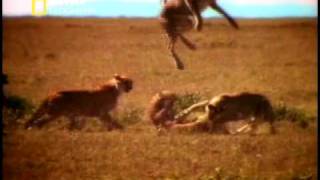 Cheetah mating habits