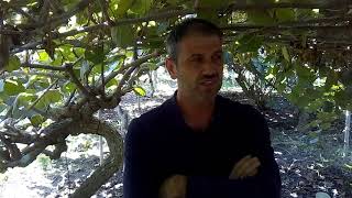 Μετασυλλεκτική λίπανση Ακτινιδιάς