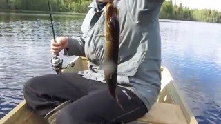 Ловля на kuusamo professor 2