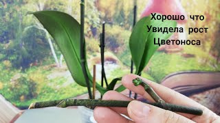 Орхидеи Фаленопсисы на реанимации. Цветонос тянет силы у Орхидеи без корней....