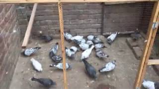 High Flying Pigeon - Pakistani Breed By Kabootar Parwari