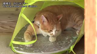 猫城主さんじゅーろー (備中松山城)/Cat CastleSanjuro  (Bichu Matsuyama Castle)