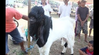 Riveu Peserta Kontes Kambing Kaligesing Dari Rembang -  Tayu Pati  22 Juli 2018