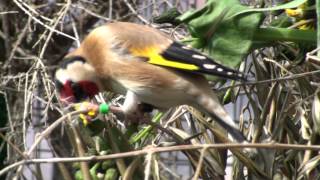Καρδερίνες σε ζοχό (3/3/2013) - Carduelis Balcanica in Sonchus oleraceus