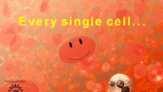 Every Single Cell Song