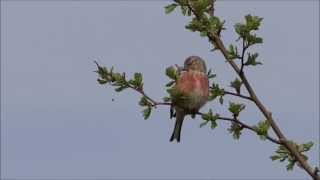 Kneu - Linnet - Carduelis cannabina.