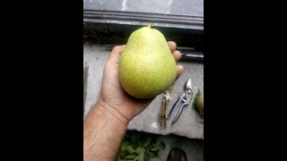 Обрезка груши. САД РАСТУЩИЙ В ТЕНИ.