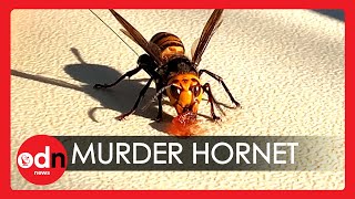First Murder Hornet Nest in the USA Tracked Down By Experts in Washington State