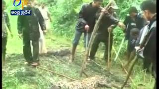 Injured Leopard Rescued by Forest Officers at Gujarat