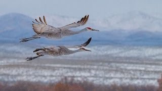 #972. Журавли (В мире животных)