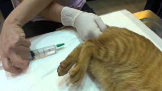 TBG 貓 大目第二次灌腸治療便秘  20110126 12:13 @ 長沁動物醫院