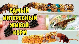 САМЫЙ ИНТЕРЕСНЫЙ ЖИВОЙ КОРМ. Trichoptera