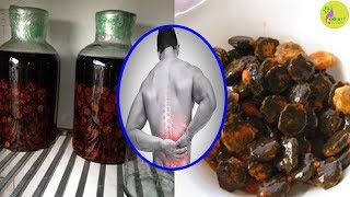 Thần Dược “Hạt Gấc Ngâm Rượu” Cứu Bạn Thoát Khỏi Đau Lưng Chỉ Sau 1 Tuần
