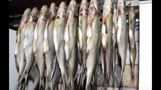 Как солить и сушить плотву и леща
