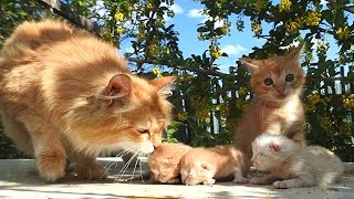 #4 Solnyshko with kittens and Lula May 29, 2016 Солнышко с котятами Lula Лула и Солнышко ЛУНА