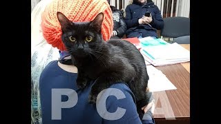 Бомбейская кошка. Выставка кошек PCA on-line.