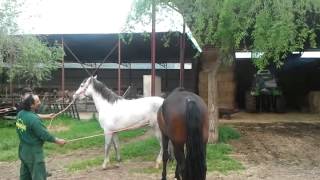 Caballos pura raza Española,jalea primera monta