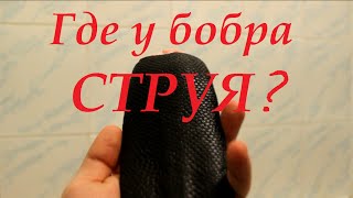 Где у бобра струя