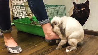 КРОЛИК ИЗНАСИЛОВАЛ ХОЗЯЙКУ