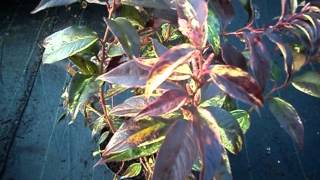 Leucothoe walteri Rainbow