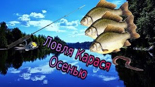 Ловля карася: Осенью 3 карася (Много сходов)