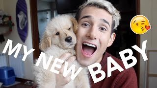 I GOT A PUPPY - 2 MONTH GOLDEN RETRIEVER PUPPY
