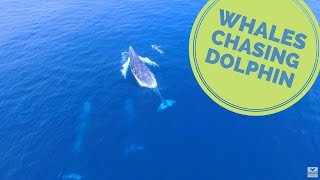 High Speed Whales Chase Dolphin