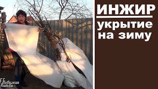 Как укрыть инжир на зиму чтобы он не вымерз зимой
