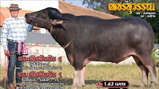 เยี่ยมชมควายงามเพชรสุวรรณ ของอาจารย์เทวา #ควายงาม อ.สุวรรณภูมิ จ.ร้อยเอ็ด