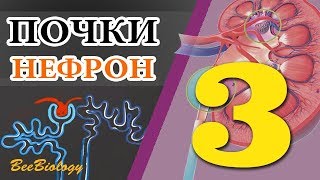 Система выделения • ПОЧКИ • НЕФРОН •