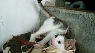 CAT AND SAND . KUCING PINTAR KALAU BAB.