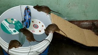 Mouse trap homemade ?? Good idea Mouse Trap ? Bucket Mouse Trap