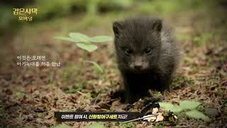 금수랑&신규서버 업데이트예고[소녀와 늑대 편 15s] - 검은사막 모바일(Black Desert Mobile - Beast Master