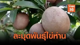 ละมุดพันธุ์ไข่ห่านปลูกง่ายสร้างรายได้นับแสนต่อปี  | เรื่องดีดีทั่วไทย
