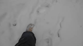 Нижняя Ёга(09.12.2018). Кирилл Репьев