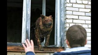 СОБАКИ ЧЕРНОБЫЛя! ПРИПЯТь!
